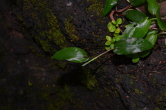 Ischaemum semisagittatum